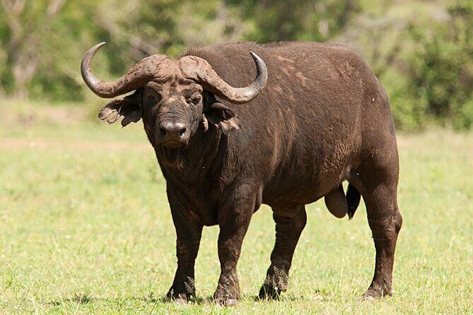 Full Day Hluhluwe Imfolozi Game Reserve From Durban - Who Will Love This Tour?