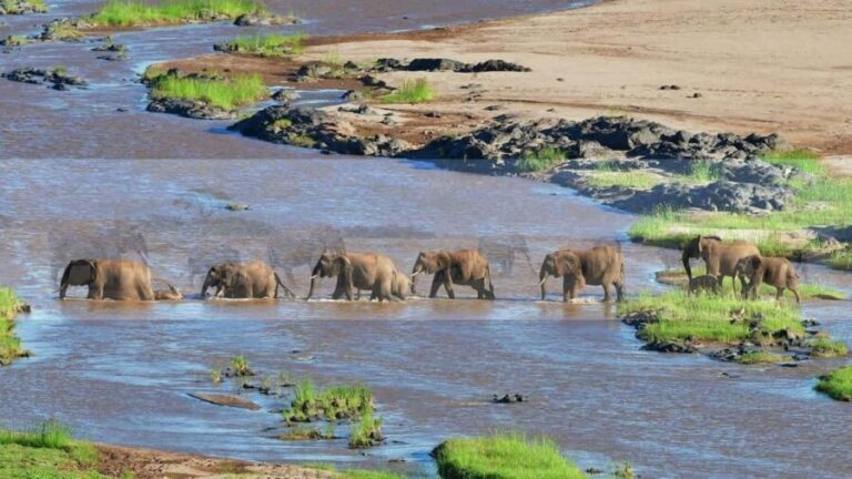 Full Day Hluhluwe Imfolozi Game Reserve Tour From Durban - An In-Depth Look at the Experience