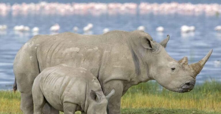 Full Day Hluhluwe Imfolozi Game Reserve Tour from Durban - What To Expect from the Experience