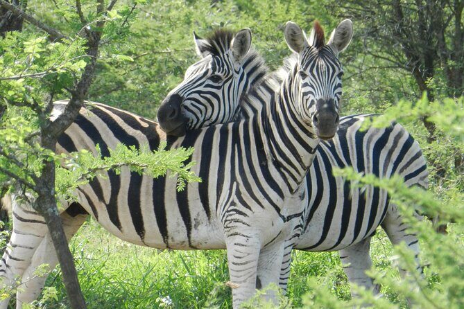 Full-day Hluhluwe-iMfolozi Park Big 5 Safari Experience - Final Thoughts