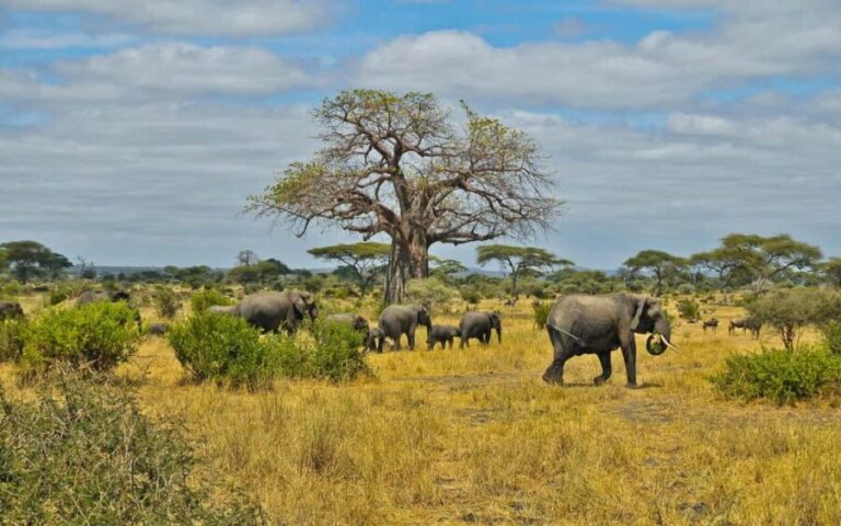 Full Day Hluhluwe-Umfolozi Park Safari Tour from Durban - The Game Drive Experience: Spotting the Big Five and More