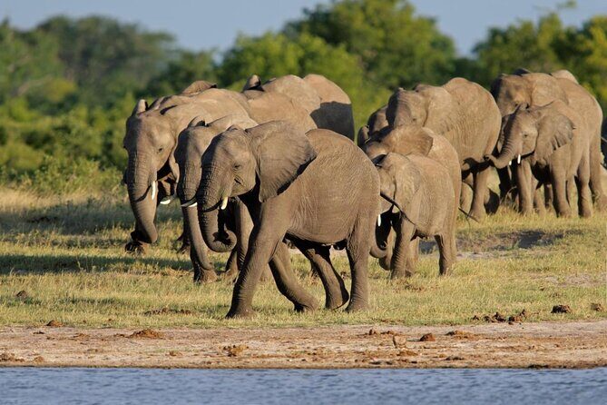 Full Day Hwange Day Trip - Why Choose This Tour?