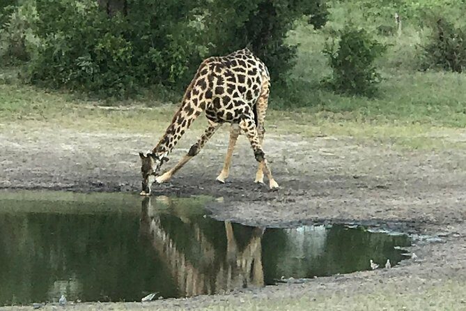 Full-Day Hwange National Park Tour from Victoria Falls - Analyzing the Value