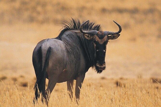 Full Day Isimangaliso Wetlands & Boat Cruise Tour from Durban - What Travelers Say