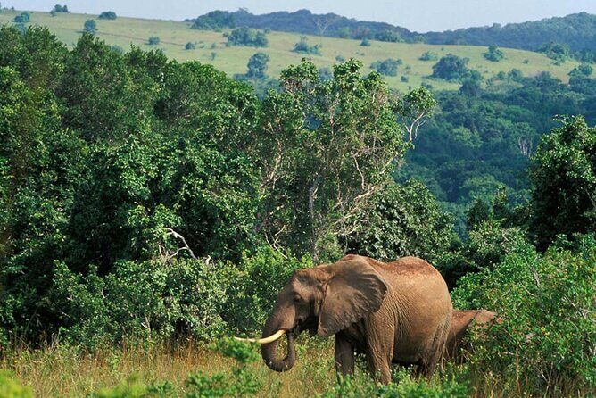 Full Day Isimangaliso Wetlands Park -Croc & Hippo &Game Fr Durban - Practical Details and What to Expect