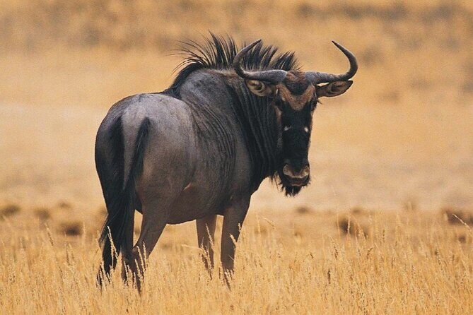Full Day Isimangaliso Wetlands Park Tour From Durban - FAQ