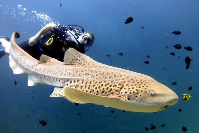 Full-Day Koh Phi Phi Scuba Diving Course from Phuket - What Does the Dives Entail?