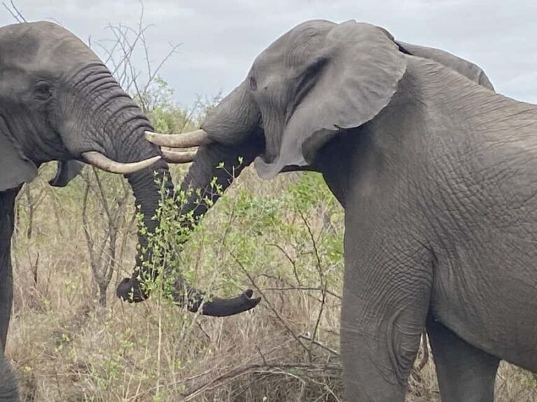 Full Day Kruger National Park Game Drive - An In-Depth Look at the Full-Day Kruger National Park Game Drive