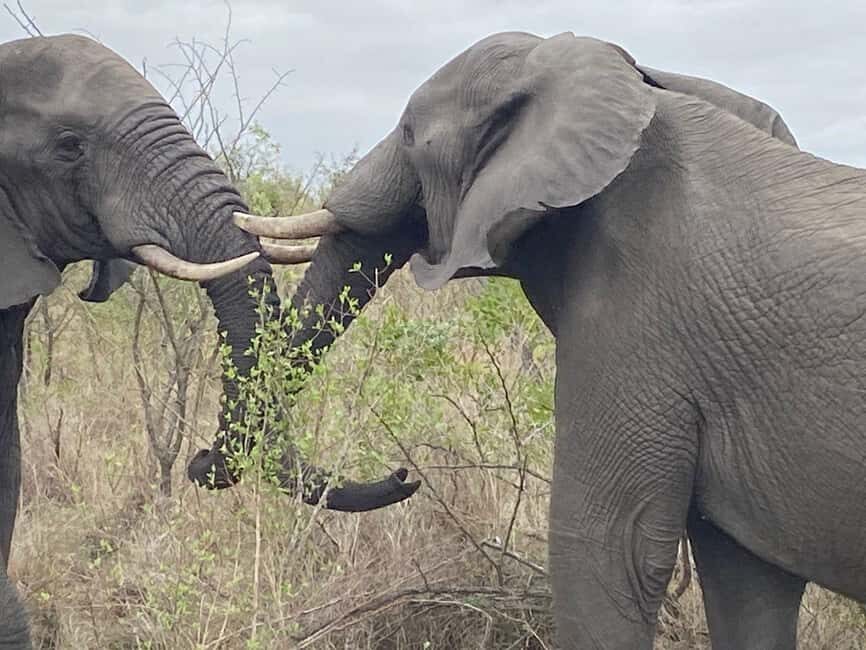 Full Day Kruger National Park Game Drive - An In-Depth Look at the Full-Day Kruger National Park Game Drive