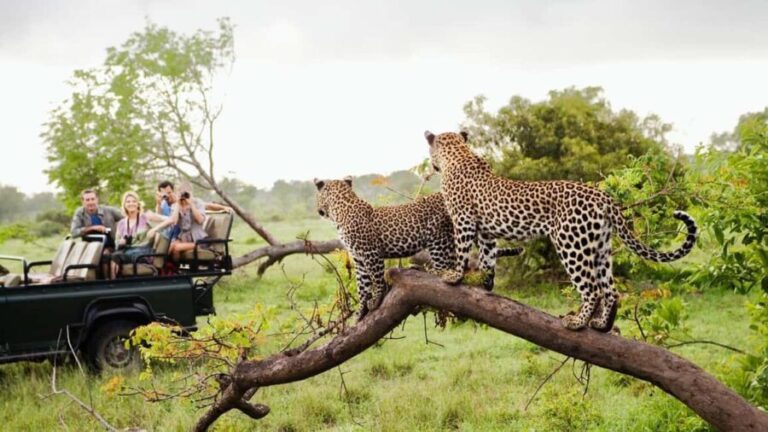 Full-Day Kruger National Park Safari from Maputo - Exploring Kruger: What to Expect