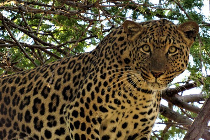 Full-Day Kruger National Park Safari - Who Should Consider This Tour?