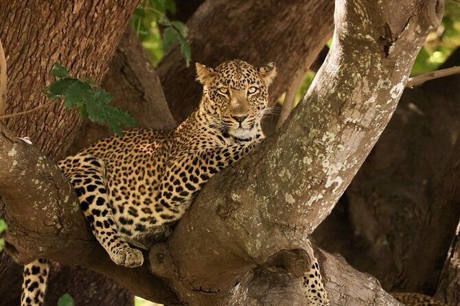 Full Day Kruger National Park Tour - Who Should Consider This Tour?