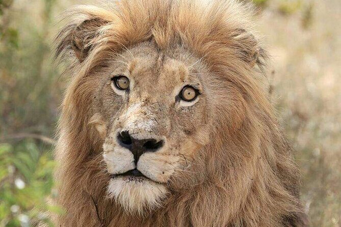 Full day Kruger National Park Tour - The Value of a Private Safari Experience