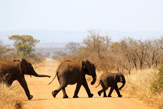 Full Day Kruger Park Safari From Hazyview - Practical Tips for Booking and Enjoyment