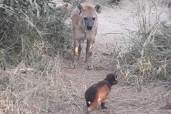 Full-Day Kruger Park Safari from Nelspruit, Whiteriver or Hazyview - Who Would Love This Tour?