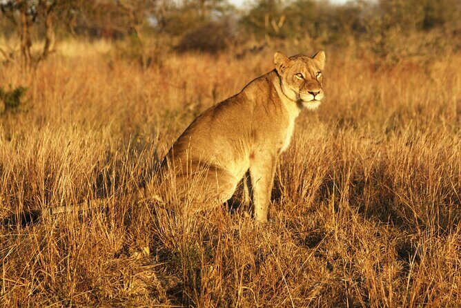Full Day Kruger Park Wildlife Safari from Hoedspruit - The Sum Up