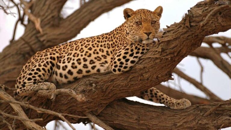 Full Day KwaZulu Hluhluwe-Imfolozi and iSimangaliso Tour - The Practicalities