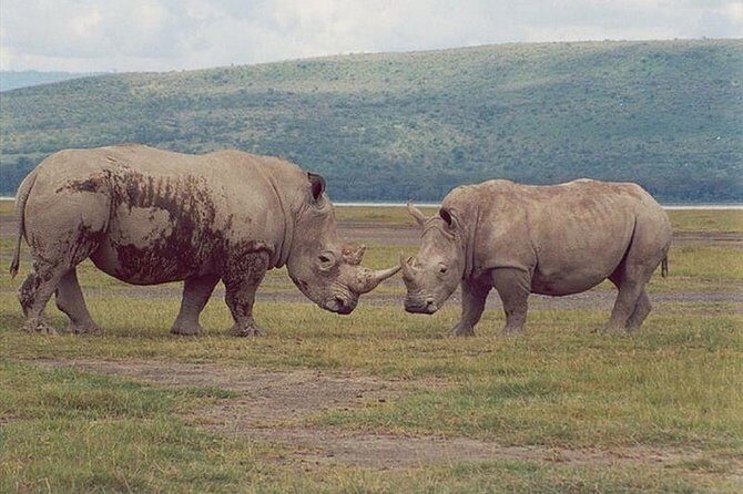Full-Day Lake Nakuru National Park from Nairobi - The Value of the Tour