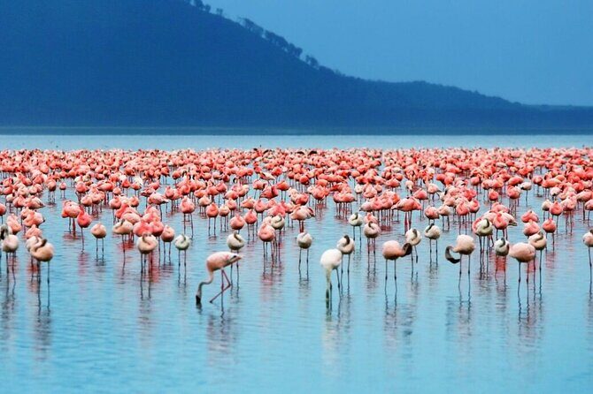 Full-Day Lake Nakuru National Park Private Tour With 4*4 Vehicle - What’s Included and What’s Not