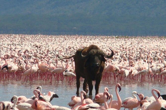 Full Day Lake Nakuru Park and optional boat ride on Lake Naivasha - What Makes This Tour Stand Out?