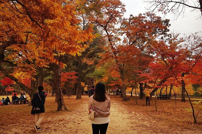 [ Full Day ] Nami Island & Petit France From Seoul - Who Would Enjoy This Tour?