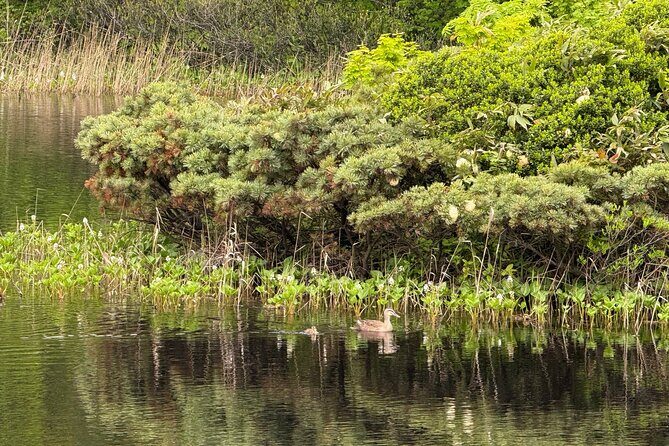 Full day Oirase Stream and Lake Towada Tour - Detailed Breakdown of the Itinerary