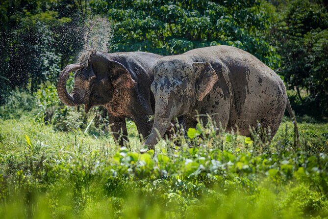 Full-Day Phuket Elephant Sanctuary Tour with Lunch and Dinner - Authentications from Reviews