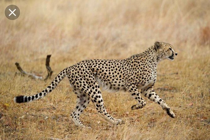 Full-Day Pilanesberg National Park from Johannesburg and Pretoria - Why This Tour Could Be Perfect for You