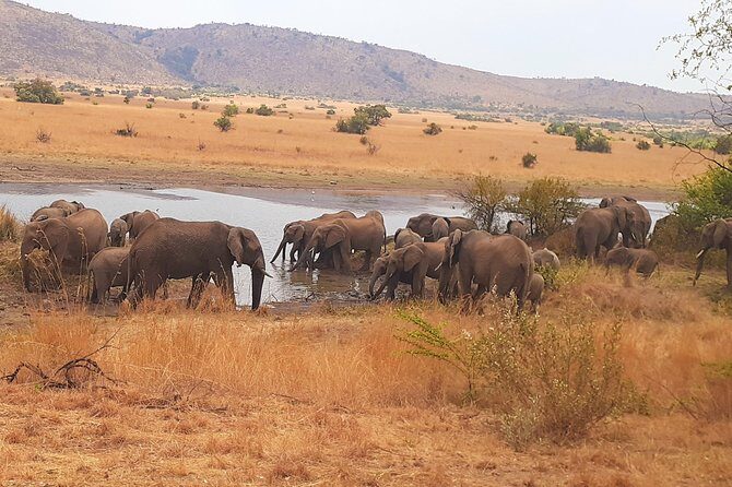 Full-day Pilanesberg national park tour - An In-Depth Look at the Pilanesberg Safari Experience