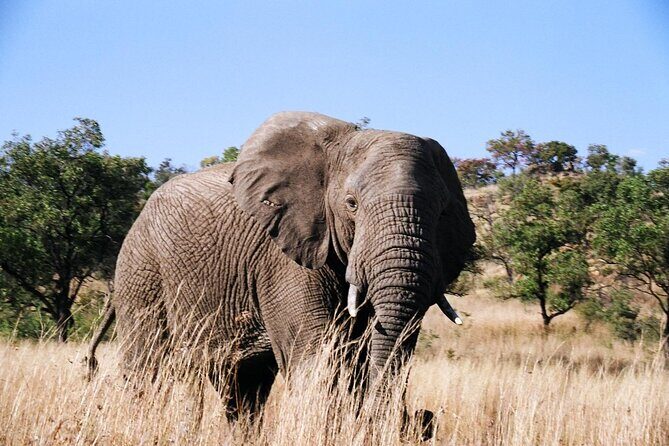 Full day Pilanesberg Safari Tour - Analyzing the Value