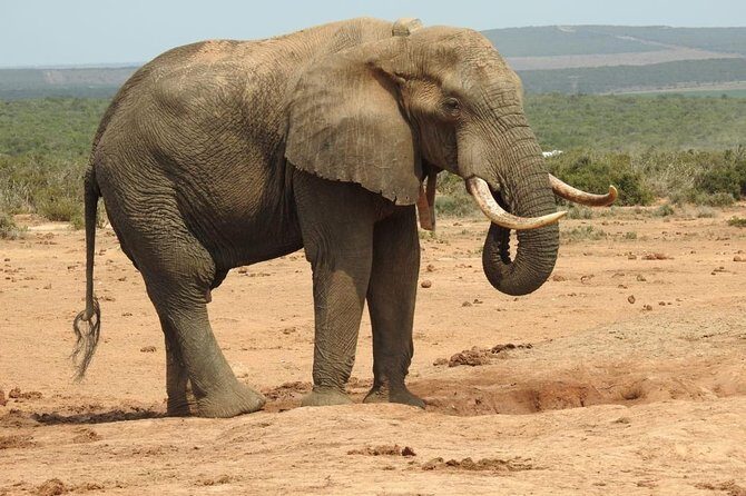 Full day Private Addo elephant safari min 4 pax max 12 pax - Wildlife Viewing and Guide Expertise