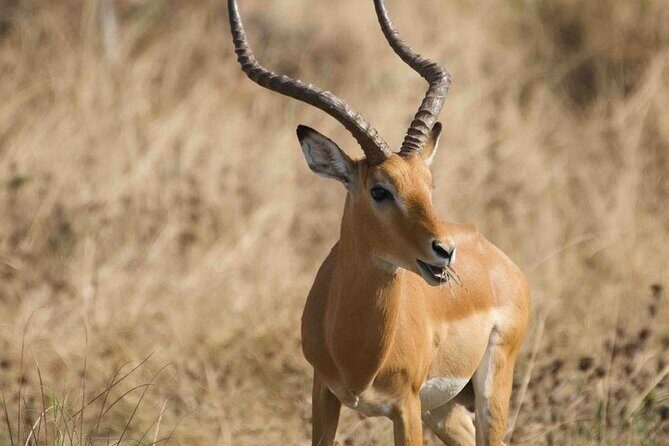 Full Day Private Akagera National Park Safari Tour in Rwanda - Transportation and Group Size