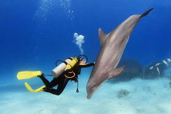 Full Day Private Boat Trip Dolphin House, Snorkeling - Hurghada - What’s Included and What to Expect