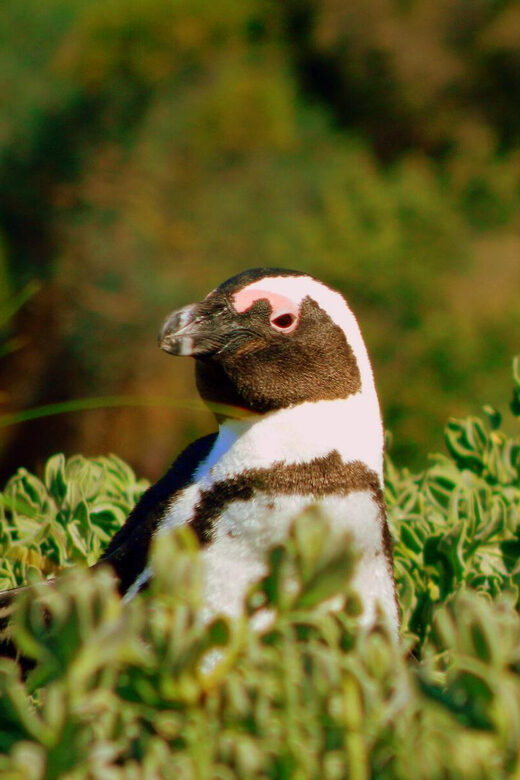 Full Day Private Cape Peninsula and Boulders Beach Tour - Transportation and Guide Service