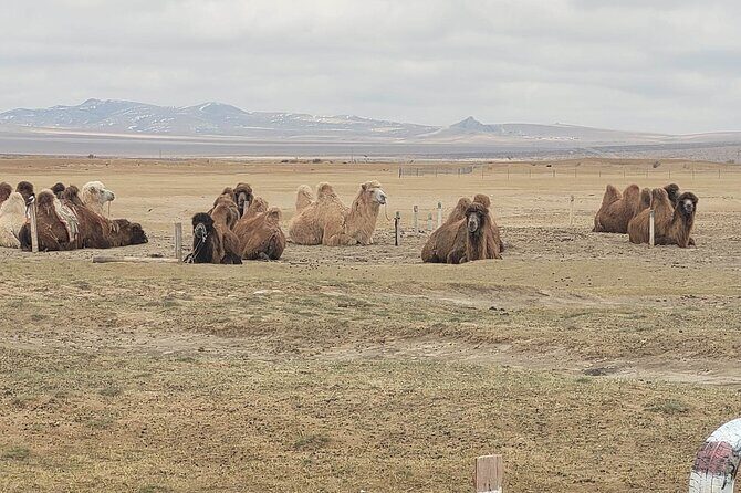 Full Day Private Jeep Tour to Elsen Tasarkhai, Semi-Gobi - Assessing the Value