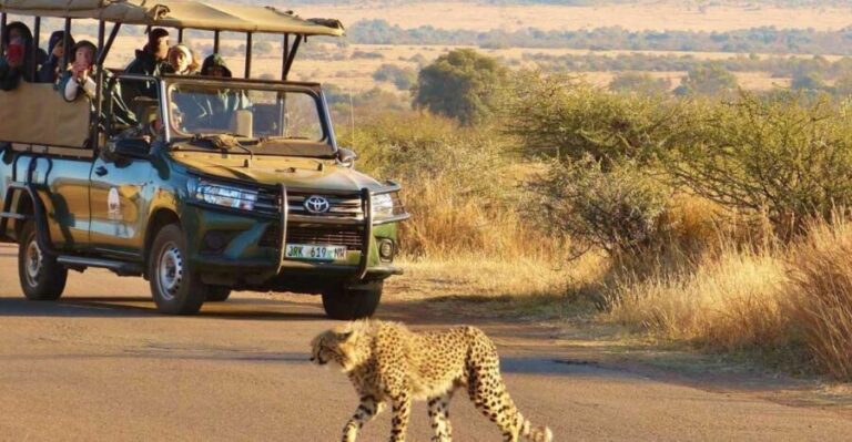 Full Day Private Kruger Safari from Hoedspruit - The Value of This Safari Experience