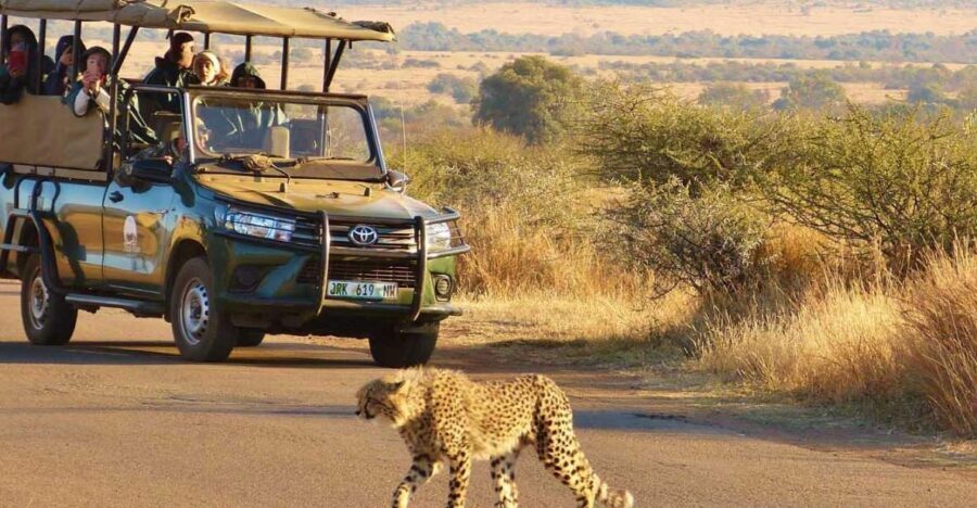 Full Day Private Kruger Safari from Hoedspruit - The Value of This Safari Experience