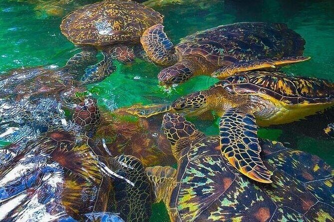 Full Day Private Mnemba Island + Turtles Aquarium & Kendwa Beach - Who Will Benefit Most from This Tour?