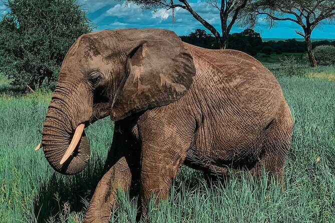 Full Day Private Safari - Tarangire National Park - The Value of a Private Safari