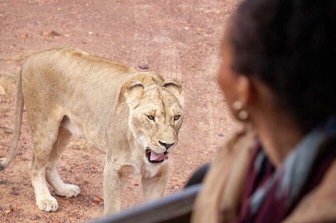 Full-Day Private Safari Tour to Aquila Game Reserve - Who Would Enjoy This Tour?