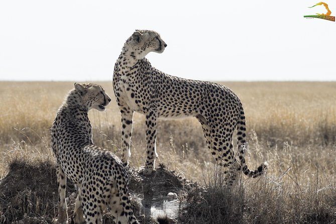 Full-Day Private Serengeti Safari from Mwanza - Is It Worth the Price?
