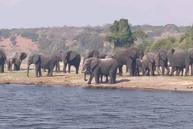 Full Day Private Tour in Chobe - The Sum Up