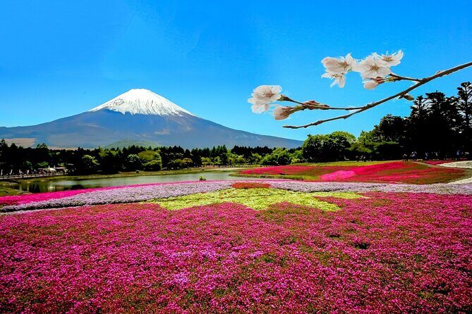 Full Day Private Tour in Mt. Fuji and Hakone - Authentic Experiences and Practical Tips