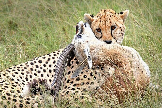 Full Day Private Tour of Tsavo East National Park from Mombasa - A detailed look at the itinerary