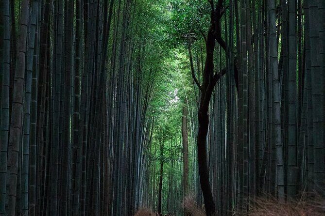 Full-Day Private Tour to Discover The Best of Tokyo - What Travelers Say: The Good and The Not-So-Good