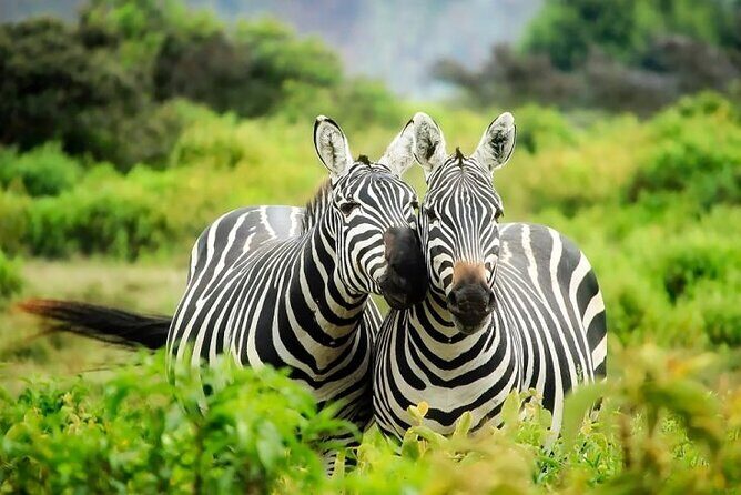 Full day private tour to Hells Gate National park from Nairobi. - Who Will Love This Tour?