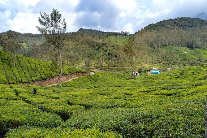 Full-Day Private Tour to Munnar from Kochi with Lunch - The Tour’s Strengths and Considerations