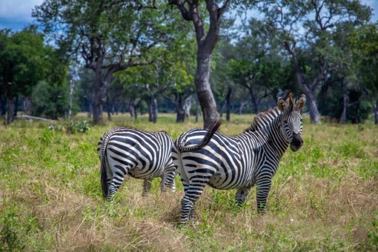 Full Day Safari Adventure in Chobe From Victoria Falls - What’s Included and What’s Not