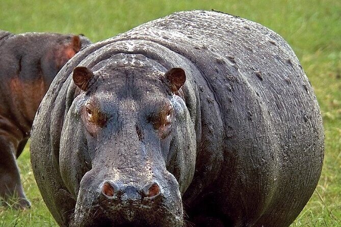 Full-Day Safari Chobe National Park and boat safari - Authenticity and Guide Quality