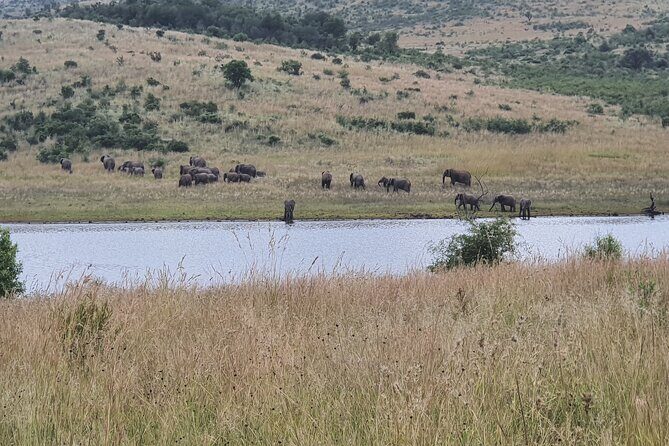 Full Day Safari from Johannesburg - Pilanesberg Nature Reserve - Wildlife Viewing & Park Highlights